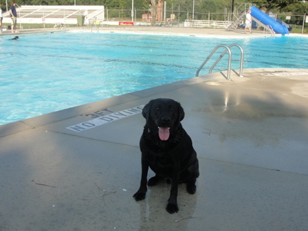 resize dog swim